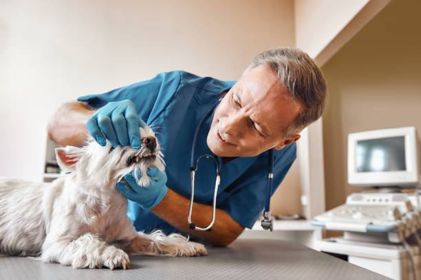 Best Emergency Dental Extractions in Kittitas, WA